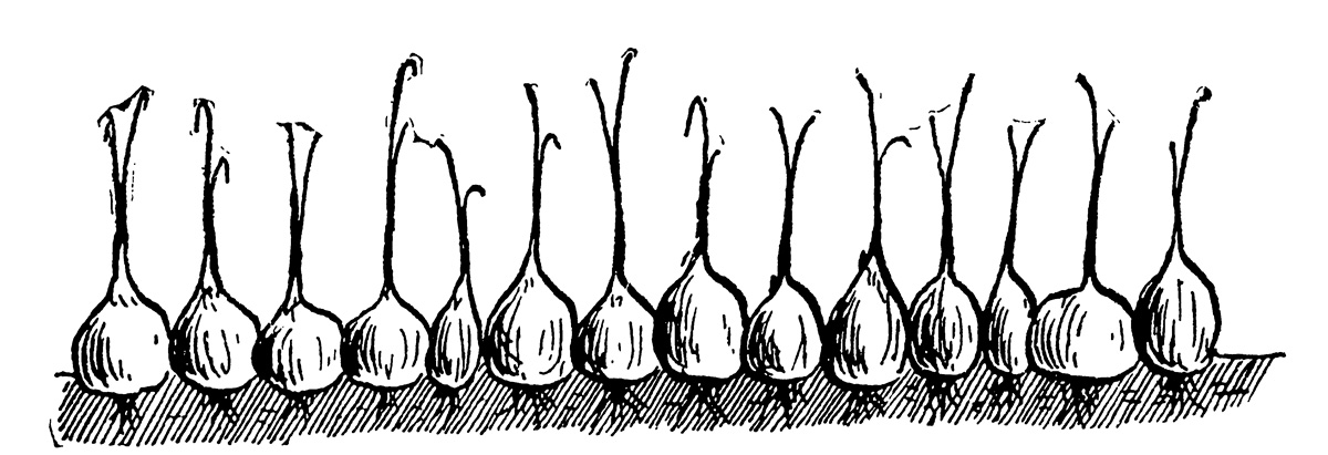 An illustration of a perfect crop of Gibraltar onions from T. Greiner’s nineteen oh five book, “The New Onion Culture: A Complete Guide in Growing Onions for Profit.”
