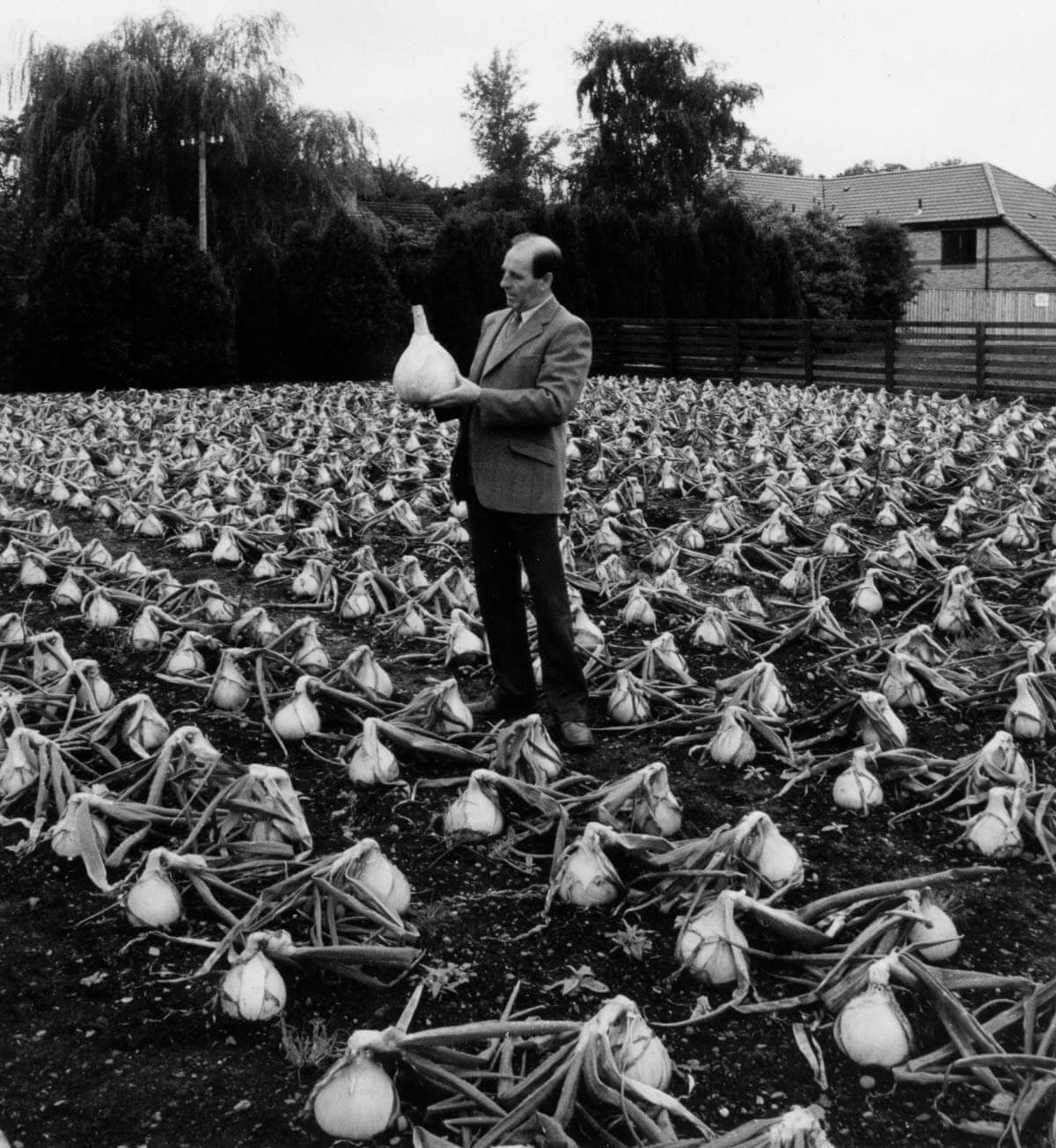 A photograph by Hector Innes circa nineteen ninety five captioned, “Robin Hogg holding the heaviest onion on world record, an onion of the Kelsae variety grown by Mr Ednie of Fife. From ca. 1965 to 1996 Hogg was responsible for the seed production and development of the Kelsae seed variety in Kelso, Scotland.” 