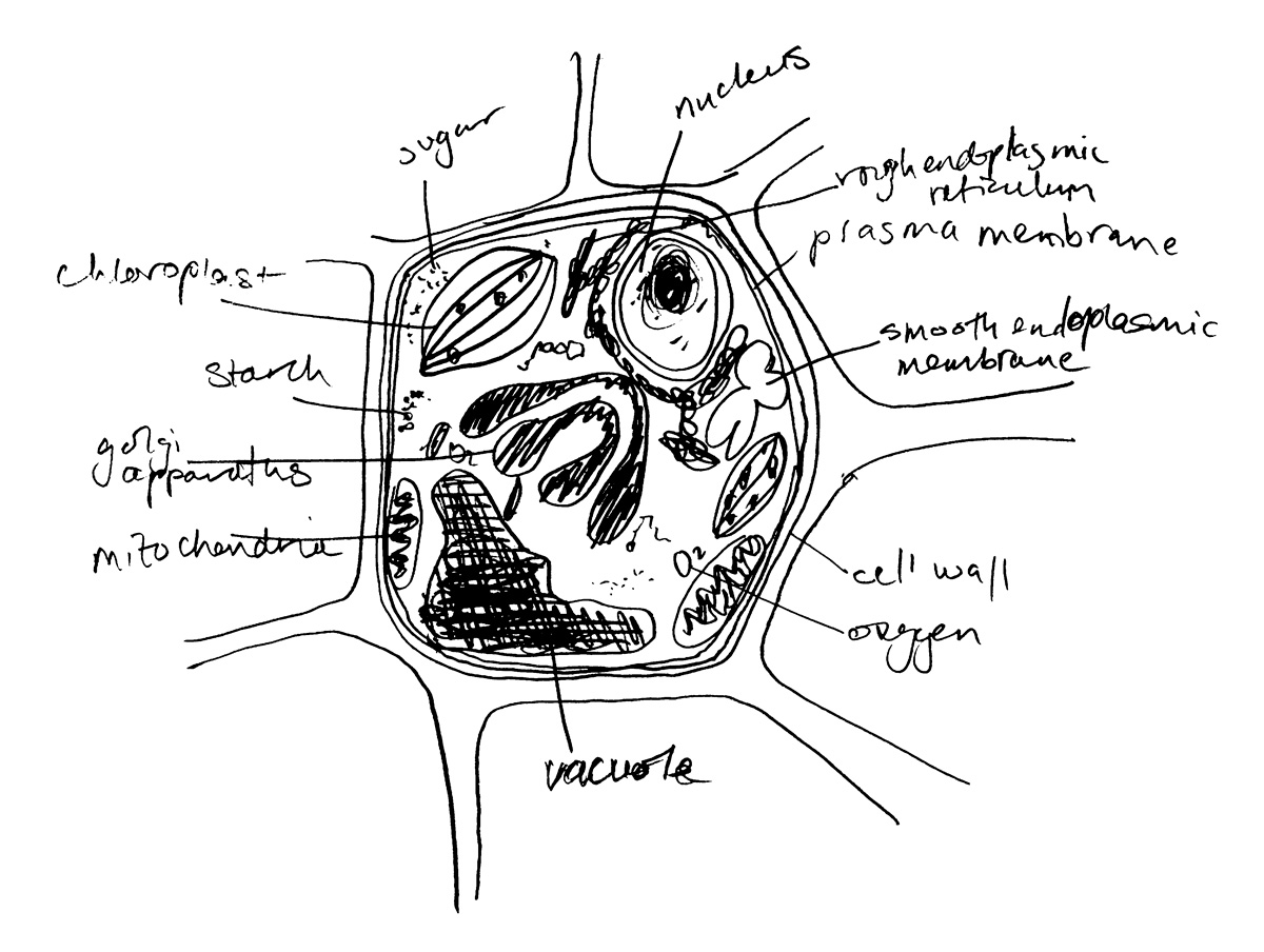 A drawing by Sally O’Reilly from her nineteen eighty three school exercise book titled “Onion Cell.” 