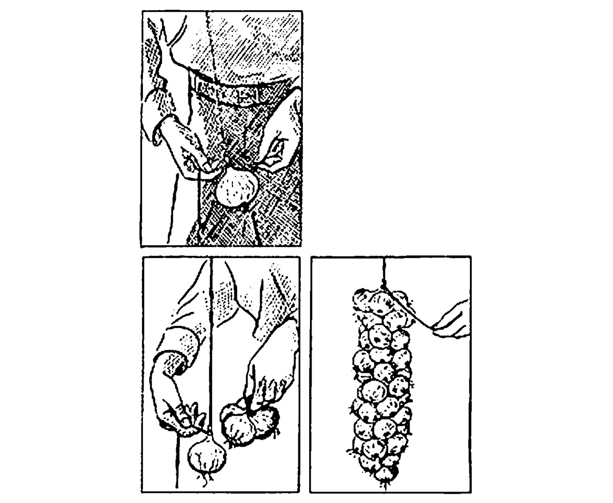 A diagram showing how to store onions. From UK Ministry of Agriculture’s nineteen forty five “Allotment & Garden Guide.”