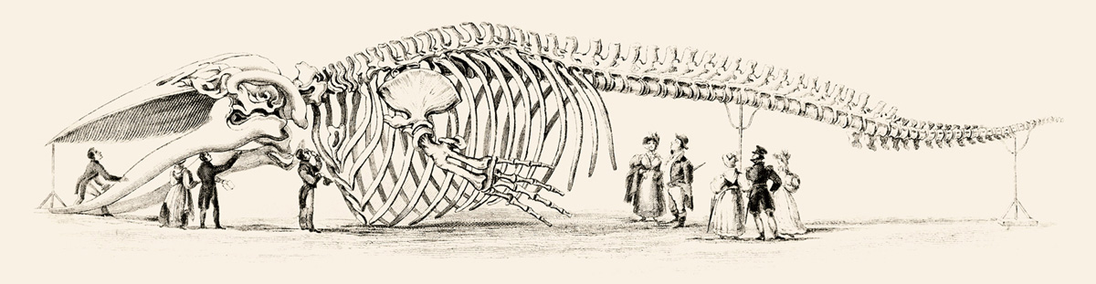 The Edinburgh-based Knox brothers spent three years preparing this 83-foot blue whale, known as the Great Rorqual, for display in the 1830s. Drawing from The Natural History of the Ordinary Cetacea, or Whales (1837) by Robert Hamilton, part of William Jardine’s series “The Naturalist’s Library.”