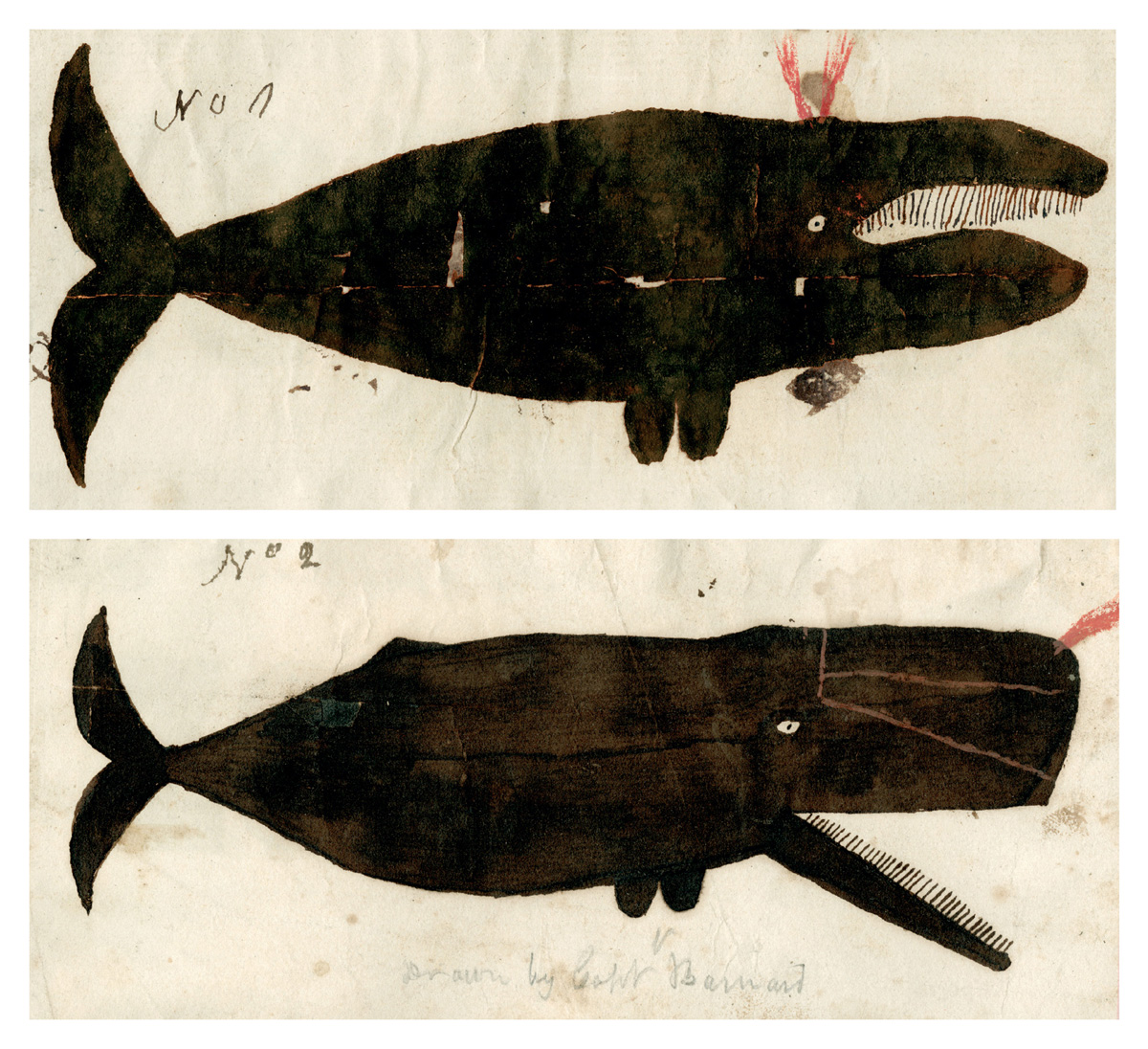 Captain Valentine Barnard’s depiction of a right (or perhaps a bowhead) whale (top) and of a sperm whale (bottom), ca. 1810. Courtesy the Collection of the New-York Historical Society (PR-145 #76, detail).