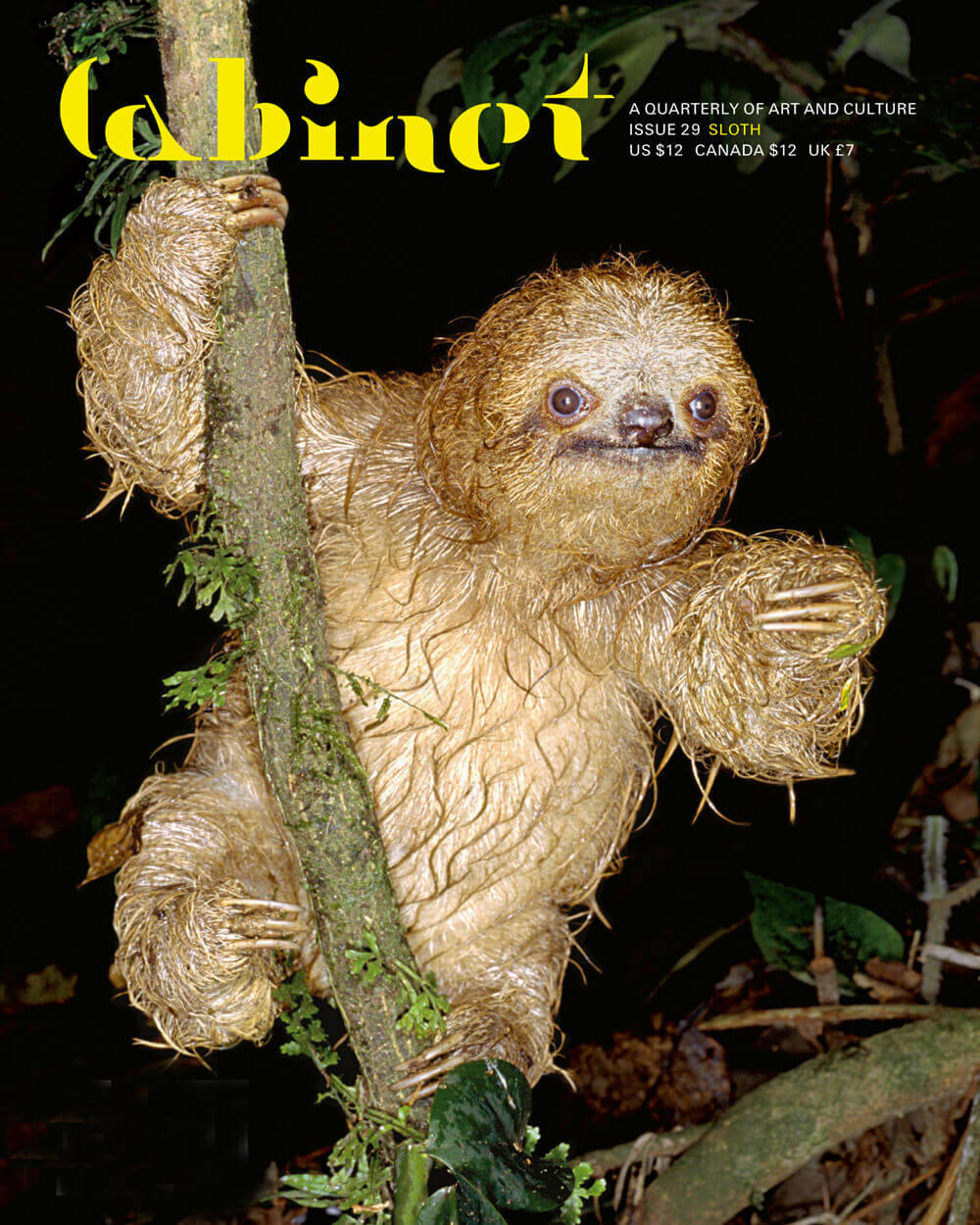 A photograph of a baby sloth found abandoned in the lowland tropical rain forest of La Selva Biological Station in Costa Rica.