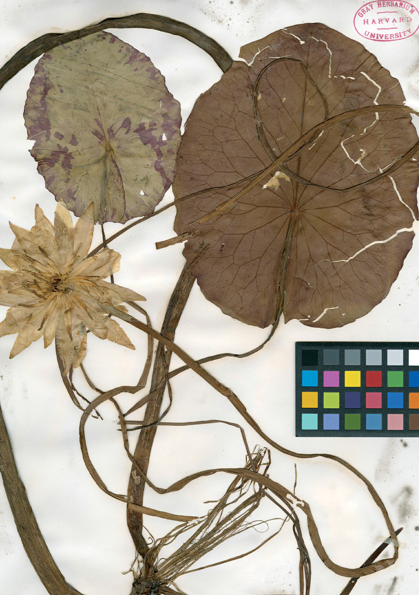 A photograph of a pressed specimen of “Nymphaea mexicana” collected by Mary Treat. 