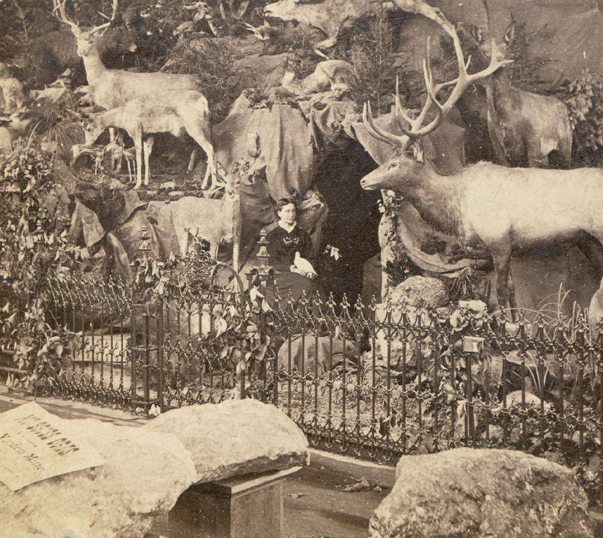 A photograph of Martha Maxwell’s installation at the eighteen seventy six centennial in Philadelphia. 