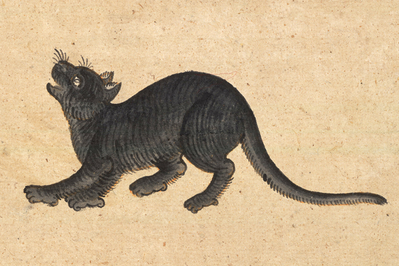 An illustration of a Ninlarat (Dark Sapphire) cat from a mid-nineteenth-century manuscript titled “Tamra Maew.” The accompanying caption reads : “As the name, the breed. Dark Sapphire,
Perfect shiny black form,
Teeth, eyes, claws, tongue, black as the body,
And a tapering tail to the end, running back to touch the head.”