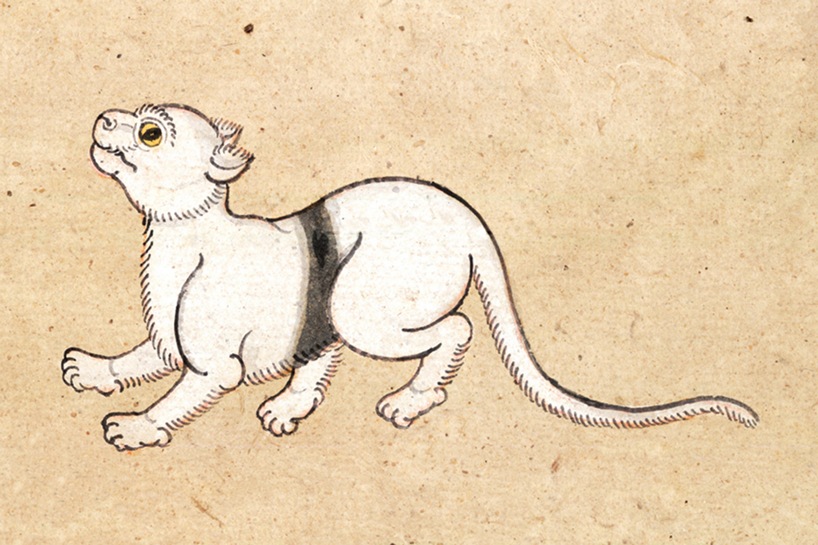 An illustration of a Ratanakamphol (Jewelled Cloth) cat from a mid-nineteenth-century manuscript titled “Tamra Maew.” The accompanying caption reads: “So called for the body colored as a conch shell,
Thus the name Jeweled Cloth was bestowed.
A dividing band from chest to back,
Golden eyes brim with water like soft light.”