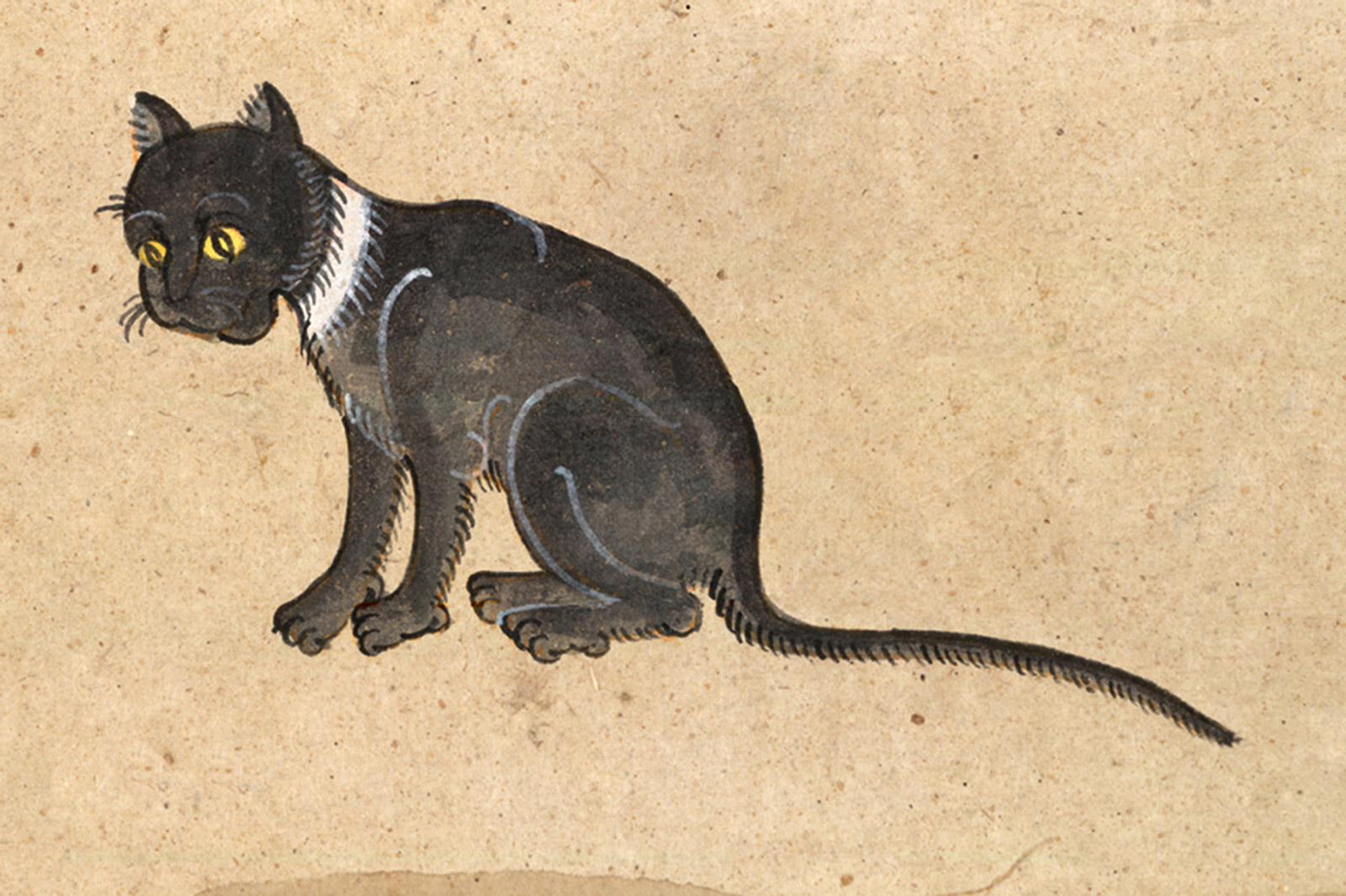 An illustration of a Ninlajak (Sapphire Circle) cat from a mid-nineteenth-century manuscript titled “Tamra Maew.” The accompanying caption reads: “The name Sapphire Circle bespeaks grace.
Body to crows’ wings truly compares,
White around the neck, and
can live in any country; this cat one should look after.”
