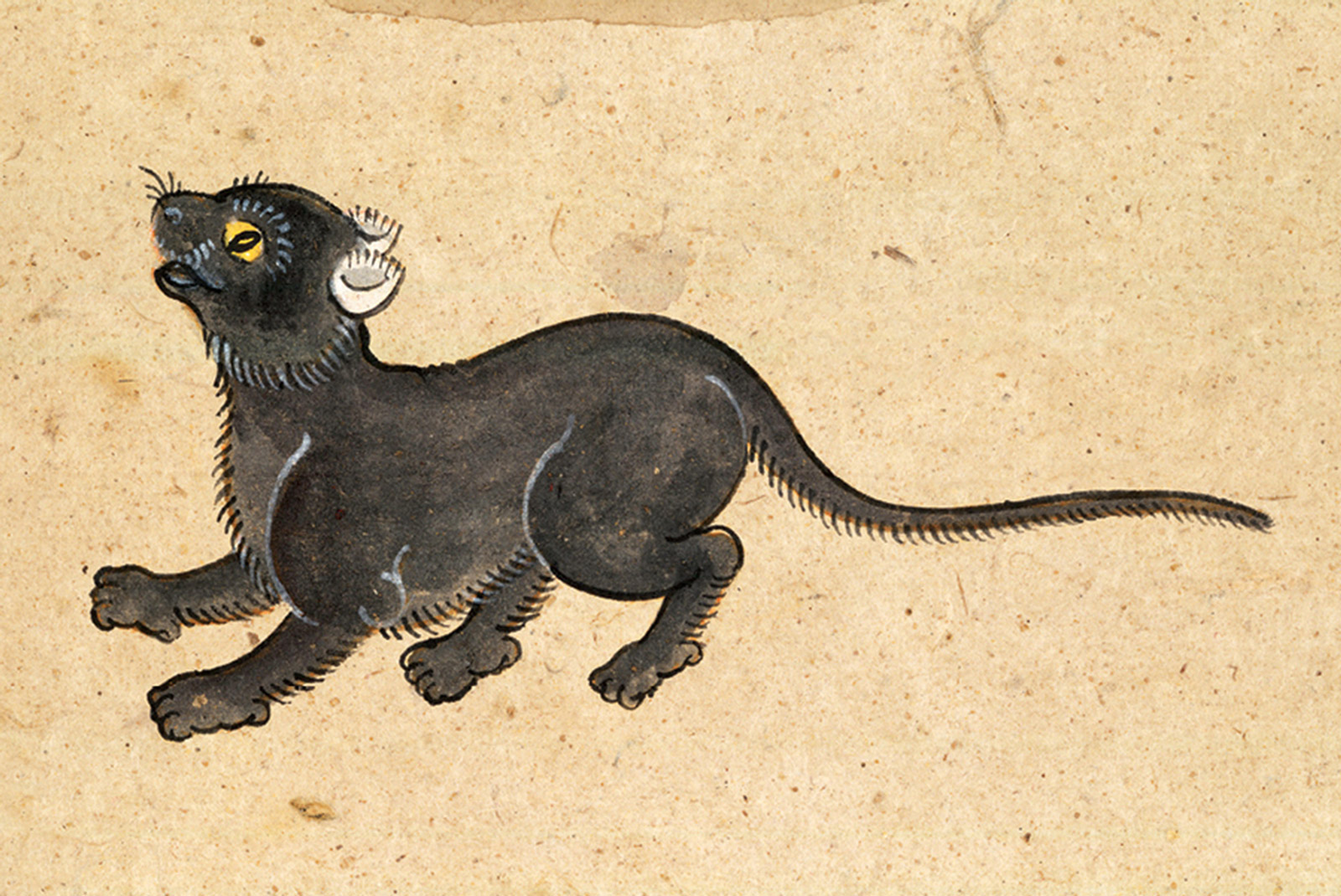 An illustration of a Mulila cat from a mid-nineteenth-century manuscript titled “Tamra Maew.” The accompanying caption reads: “Mulila is one with its name,
Two ears white, as if embroidered.
Eyes like blooming flowers, like the yellow chrysanthemum.
To the tail-tip all black—feet, body, and head.”
