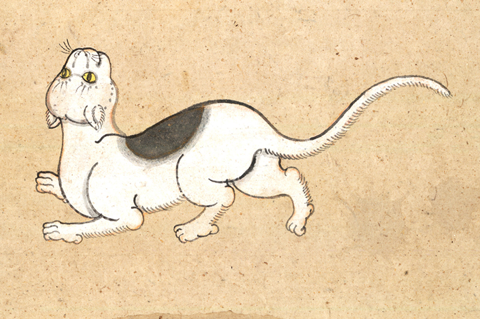 An illustration of a Krorp Waen (Spectacle Frame) or Aan Maa (Horse Saddle) cat from a mid-nineteenth-century manuscript titled “Tamra Maew.” The accompanying caption reads: “Spectacle Frame is the name. White as cliffs,
Black fur around the eyes, as if dyed.
On the back, like a horse’s saddle,
A beautiful inky circle. Found in any country.”