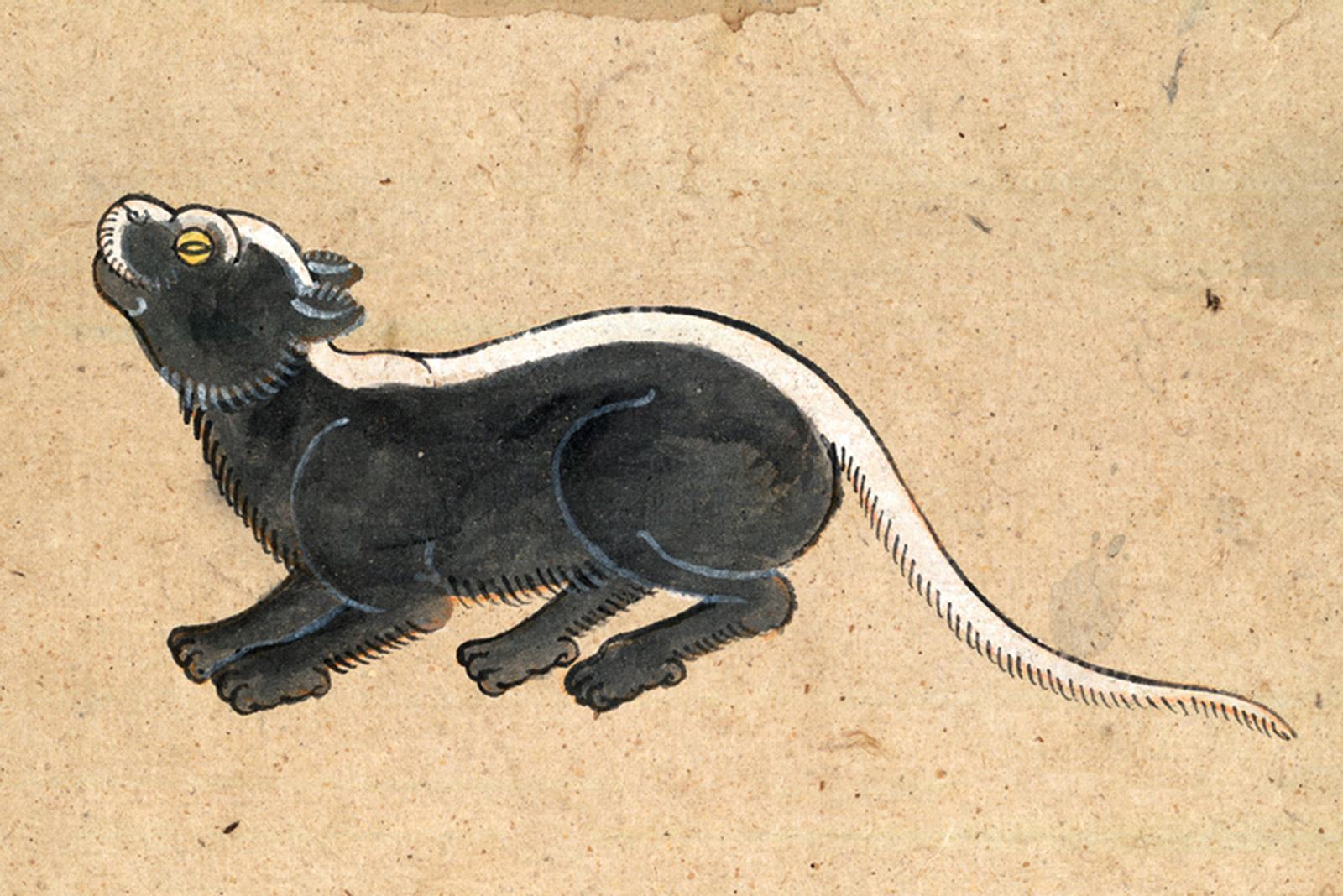 An illustration of a Pat-sawet (White Line) or Pattalort (Line Throughout) cat from a mid-nineteenth-century manuscript titled “Tamra Maew.” The accompanying caption reads: “The white line goes from the nose,
white, all along to the tail, a rarity.
Mixed, alternating to the eye. A short body,
Eyes like golden sands of yellow topaz”