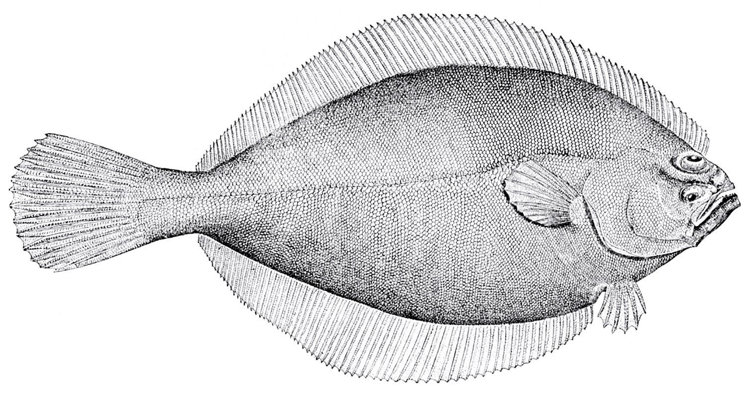 A drawing of an American plaice. 