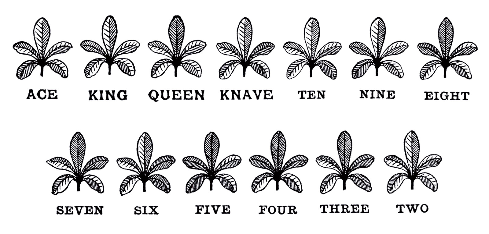 A code for the system used to mark the card in the previous image. It features multiple examples of varyingly shaded leaves. 