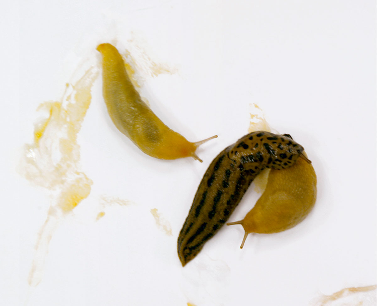 A photograph of three sticky slugs. 