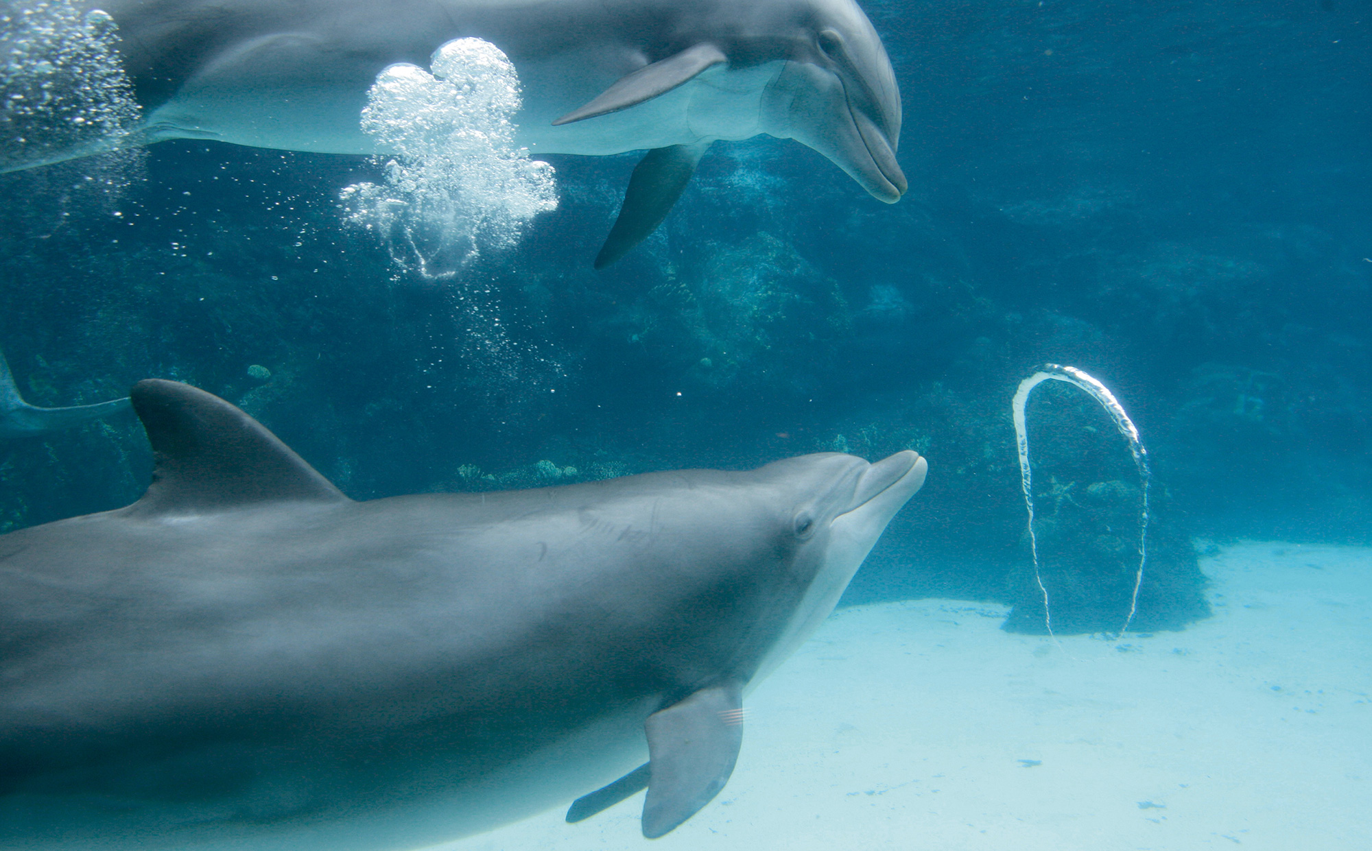 A photo of bottlenose dolphin under water. 