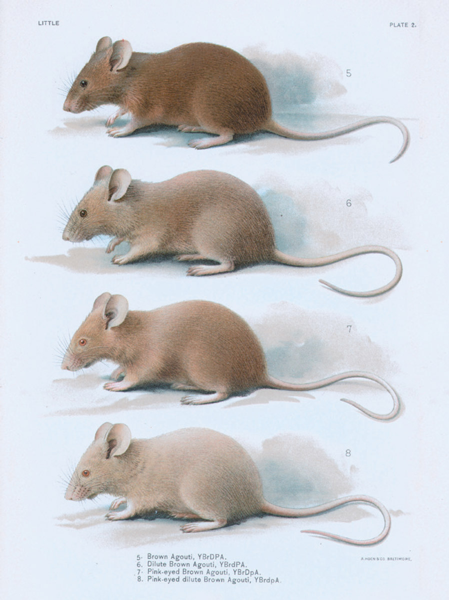 Page from C. C. Little’s “Experimental Studies of Inheritance of Color in Mice.”