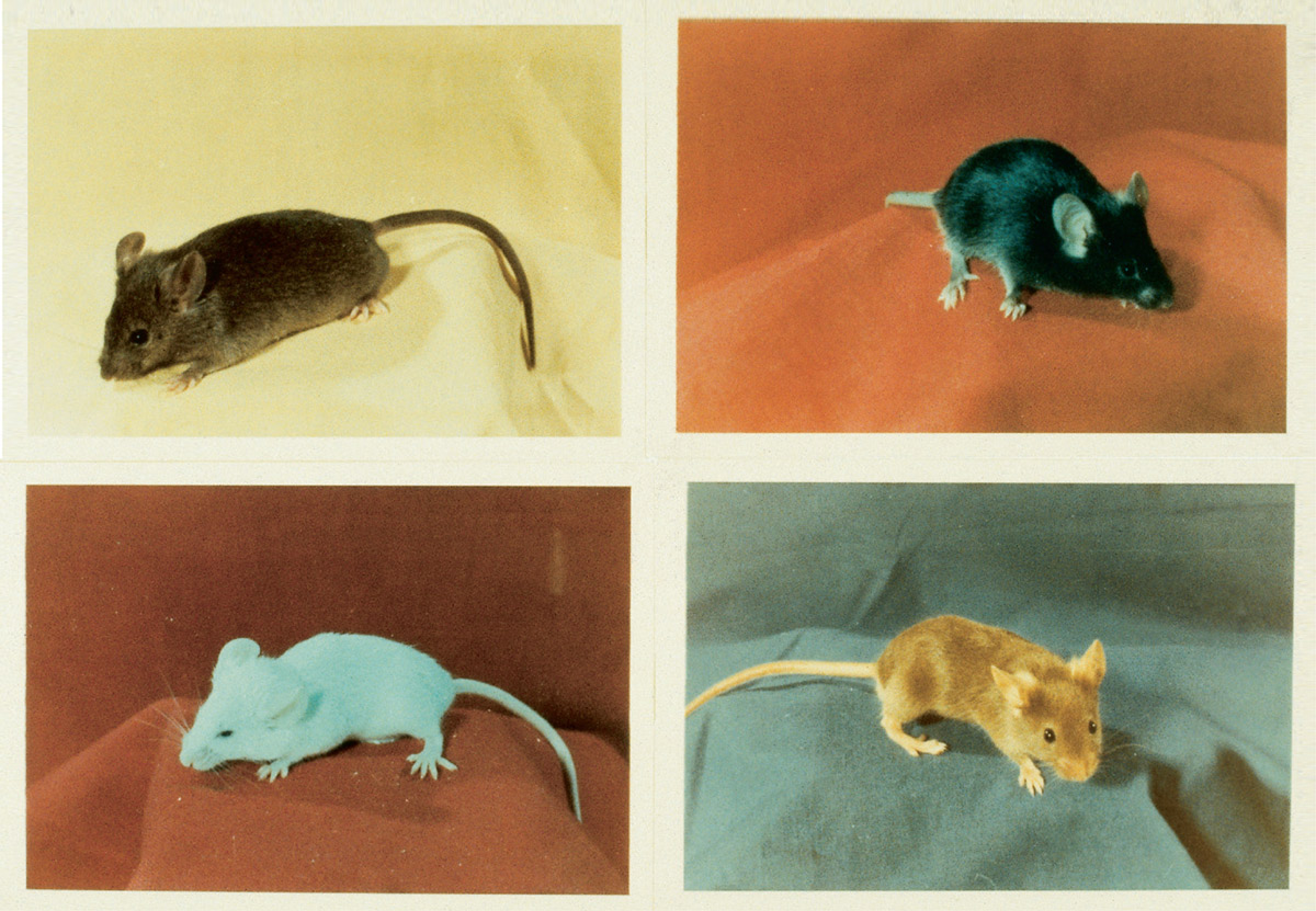 Photographs of four genetically modified mice at Jackson Laboratory.
