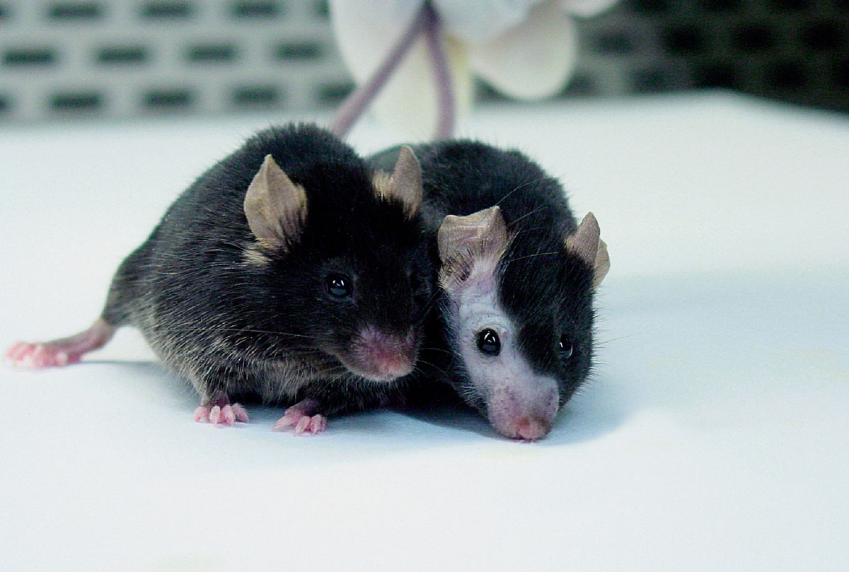 A photograph of two mice. 