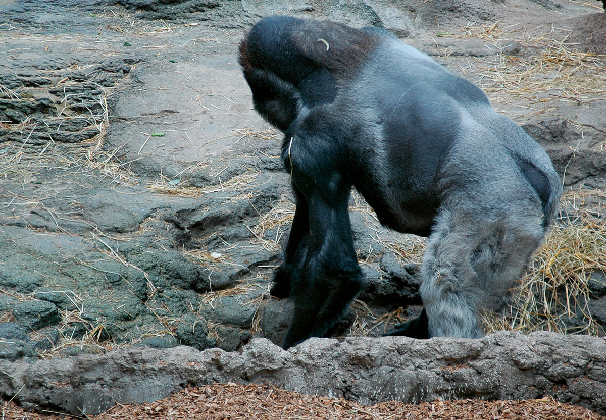 A photograph of Kitombe, a male gorilla at Franklin Park Zoo in Boston, who began to pluck the hair on his head and arms more severely when he was isolated from the rest of the troop.