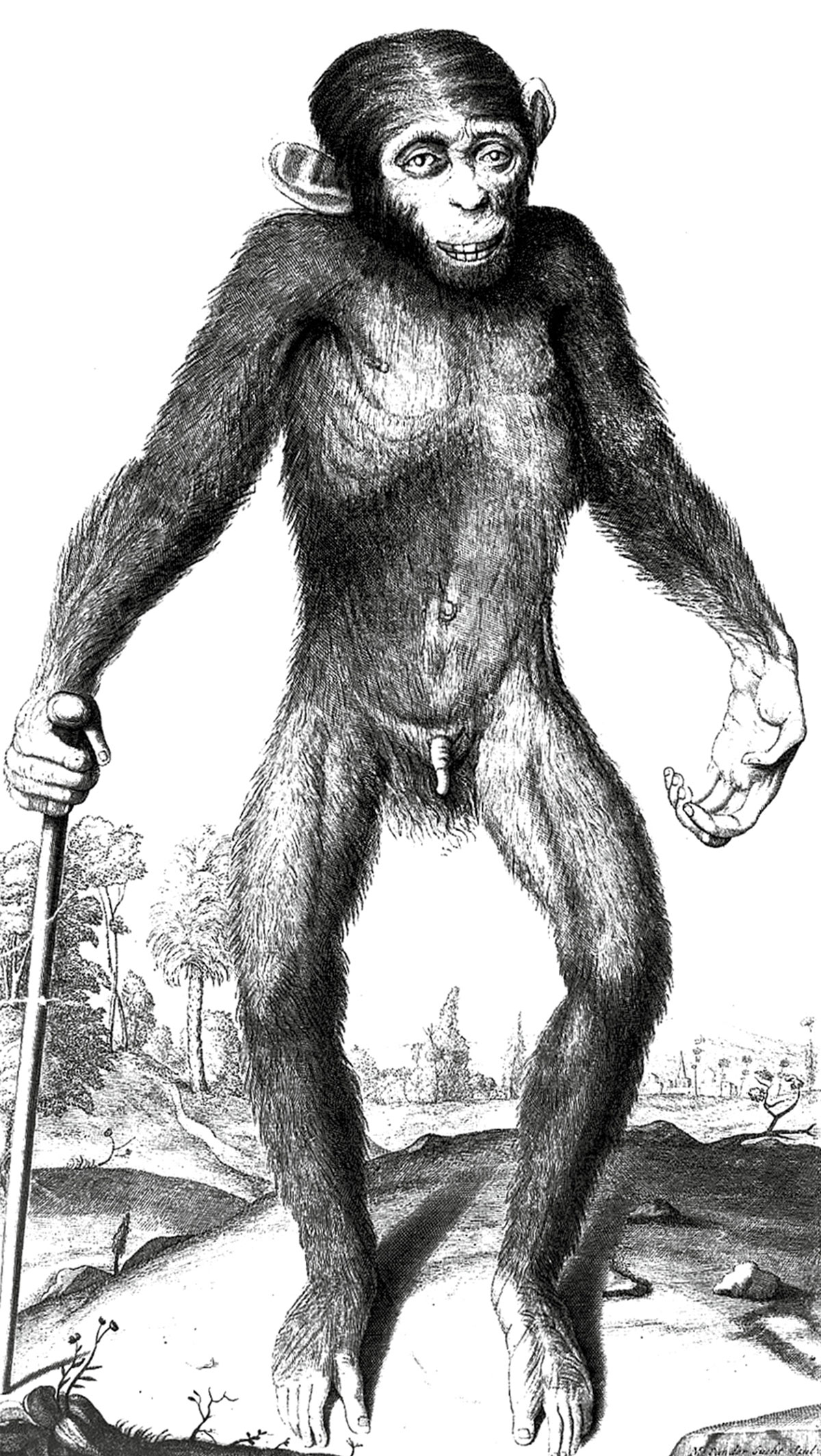 Edward Tyson’s sixteen ninety-nine drawing of an orangutan, which was actually a chimpanzee. 