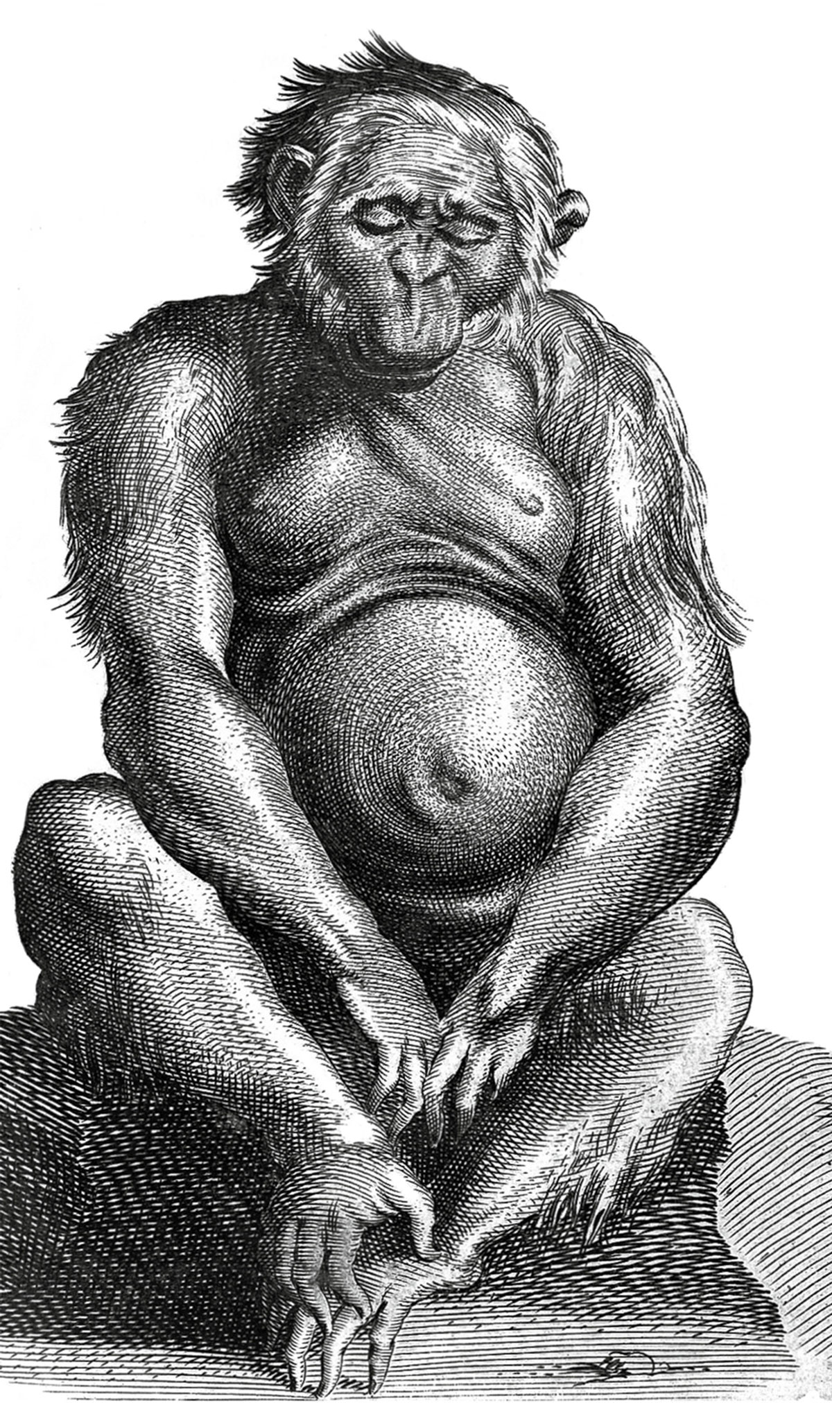 A sixteen forty-four image of an orangutan from a work by Nicolaus Tulpius. 