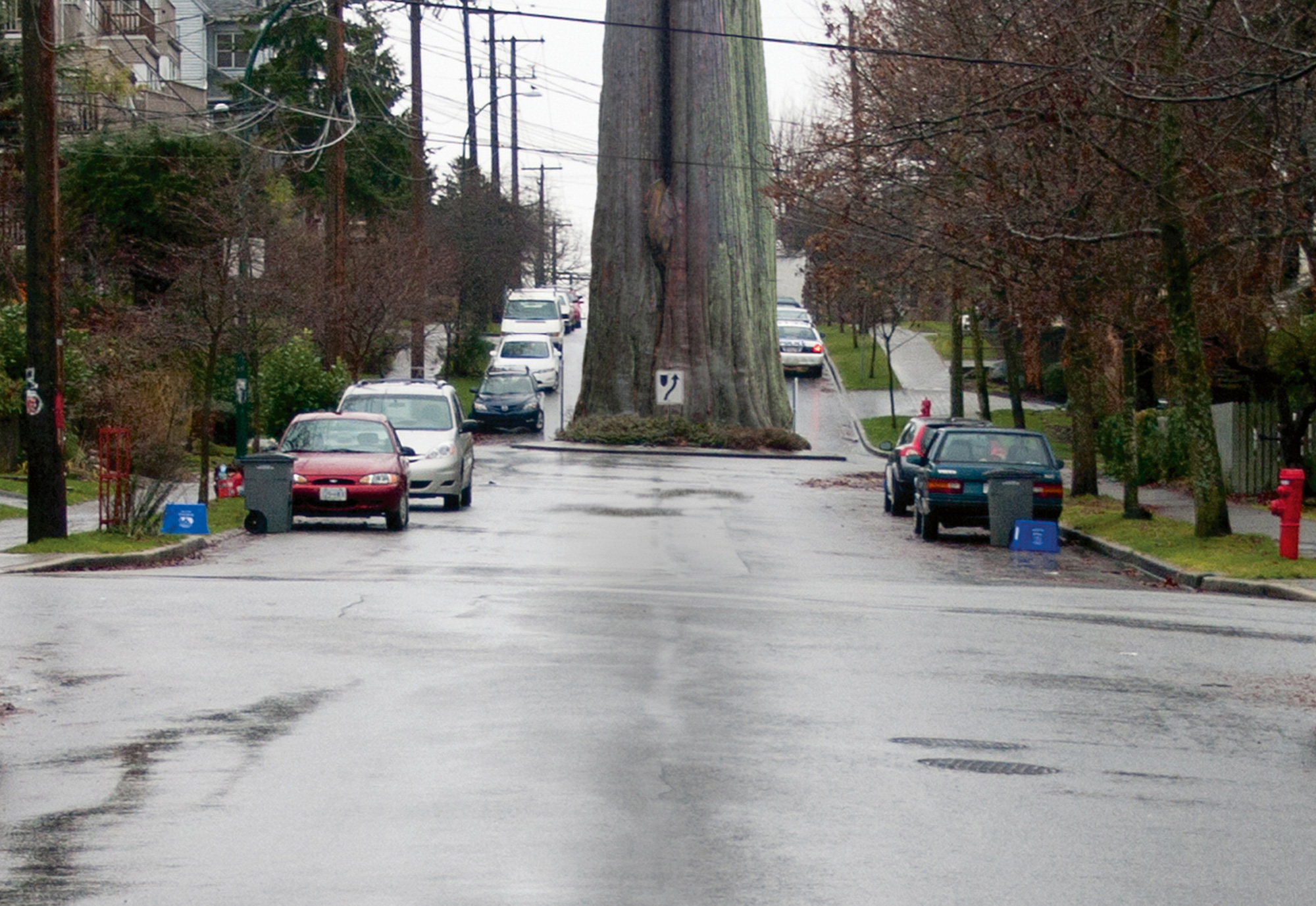 A photograph titled “Roundabout Vancouver: Commercial, circa twenty ten.” It shows large tree in the center of a traffic roundabout.