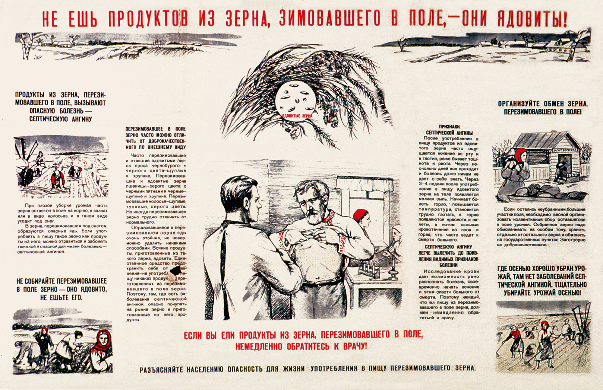 A Soviet poster from nineteen forty-five warning citizens that wheat left in the field over winter will turn toxic and should be avoided.