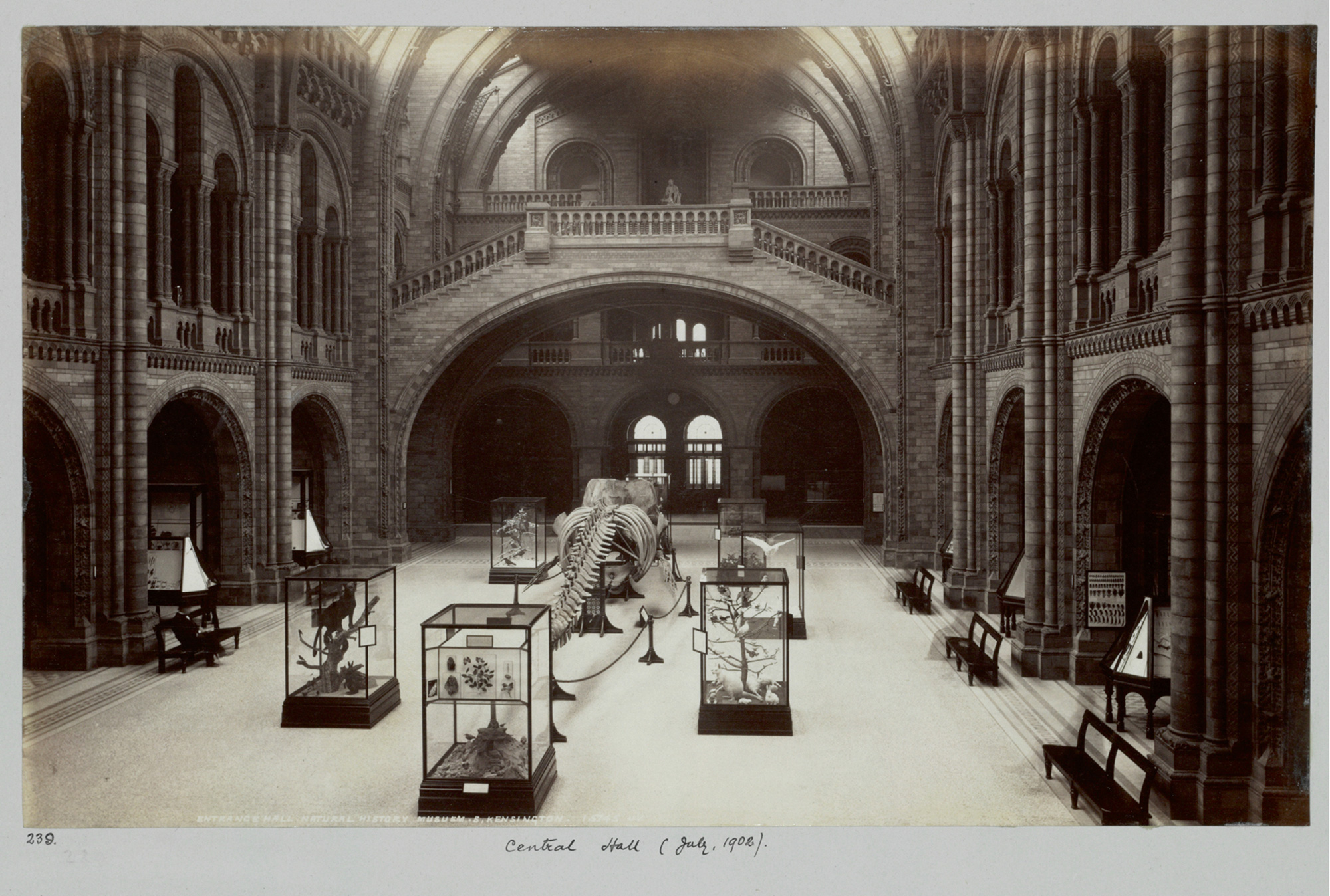 A photograph of the seven displays create by Henry Flower in the Natural History Museum of London. 