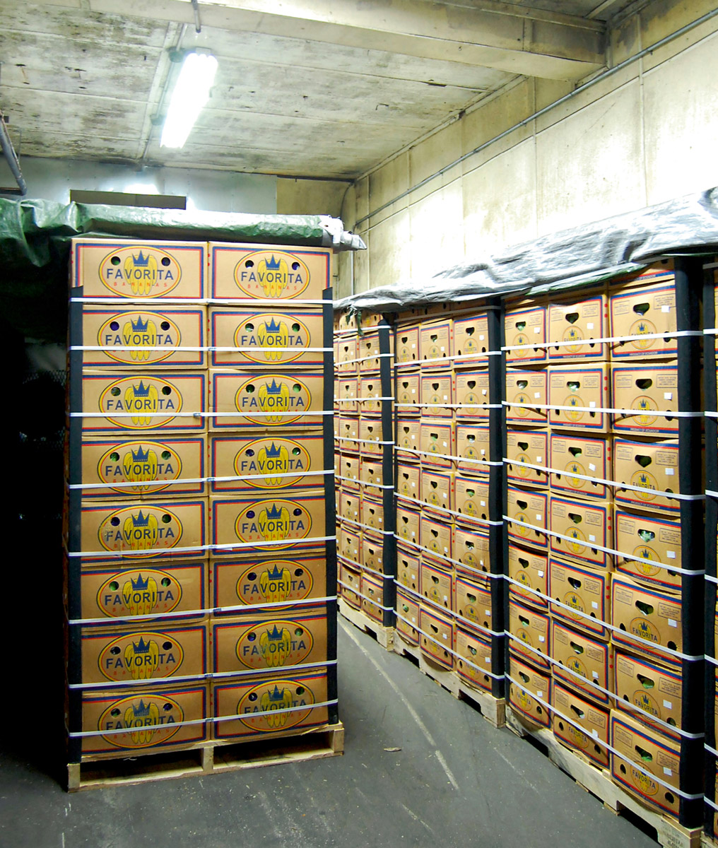 A photograph of the ripening room at Banana Distributors of New York, incorporated.