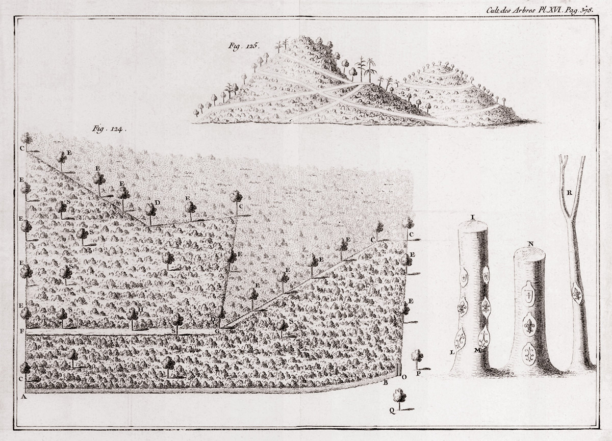 Diagram from Du Monceau’s treatise on trees and forest systems Des semis et plantations des arbres, et de leur culture, 1760. Courtesy Canadian Centre for Architecture.