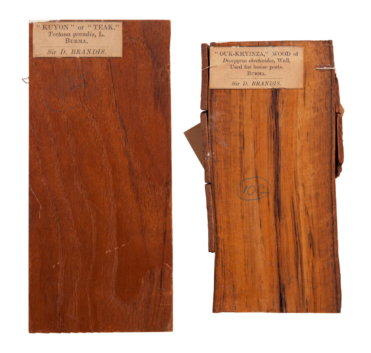 Wood samples sent by Brandis from Burma to the Kew Gardens, London. Courtesy Kew Gardens.
