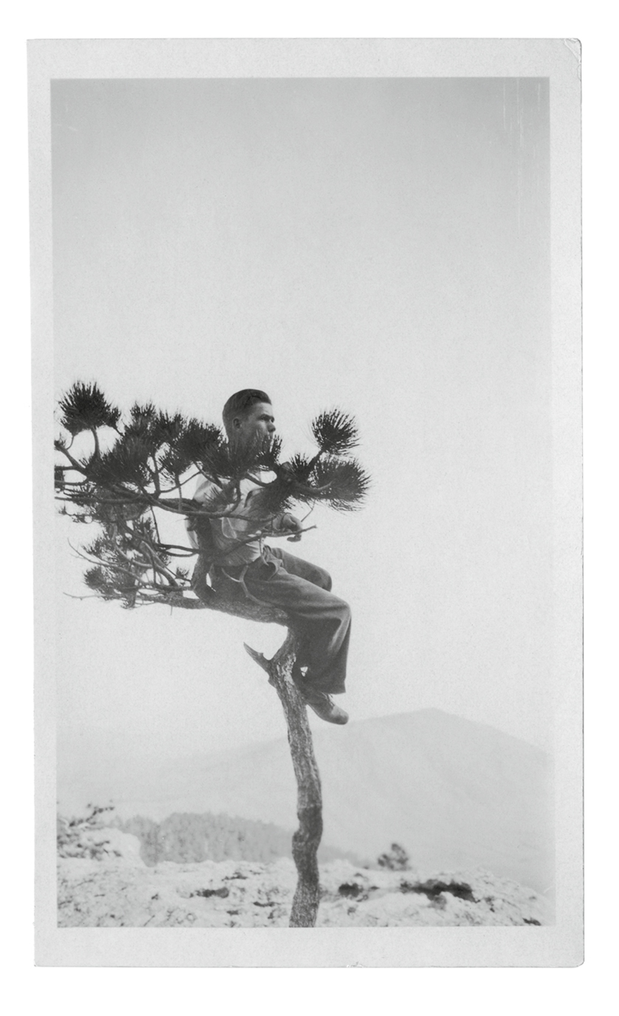 A photograph of a boy sitting atop a small tree. 