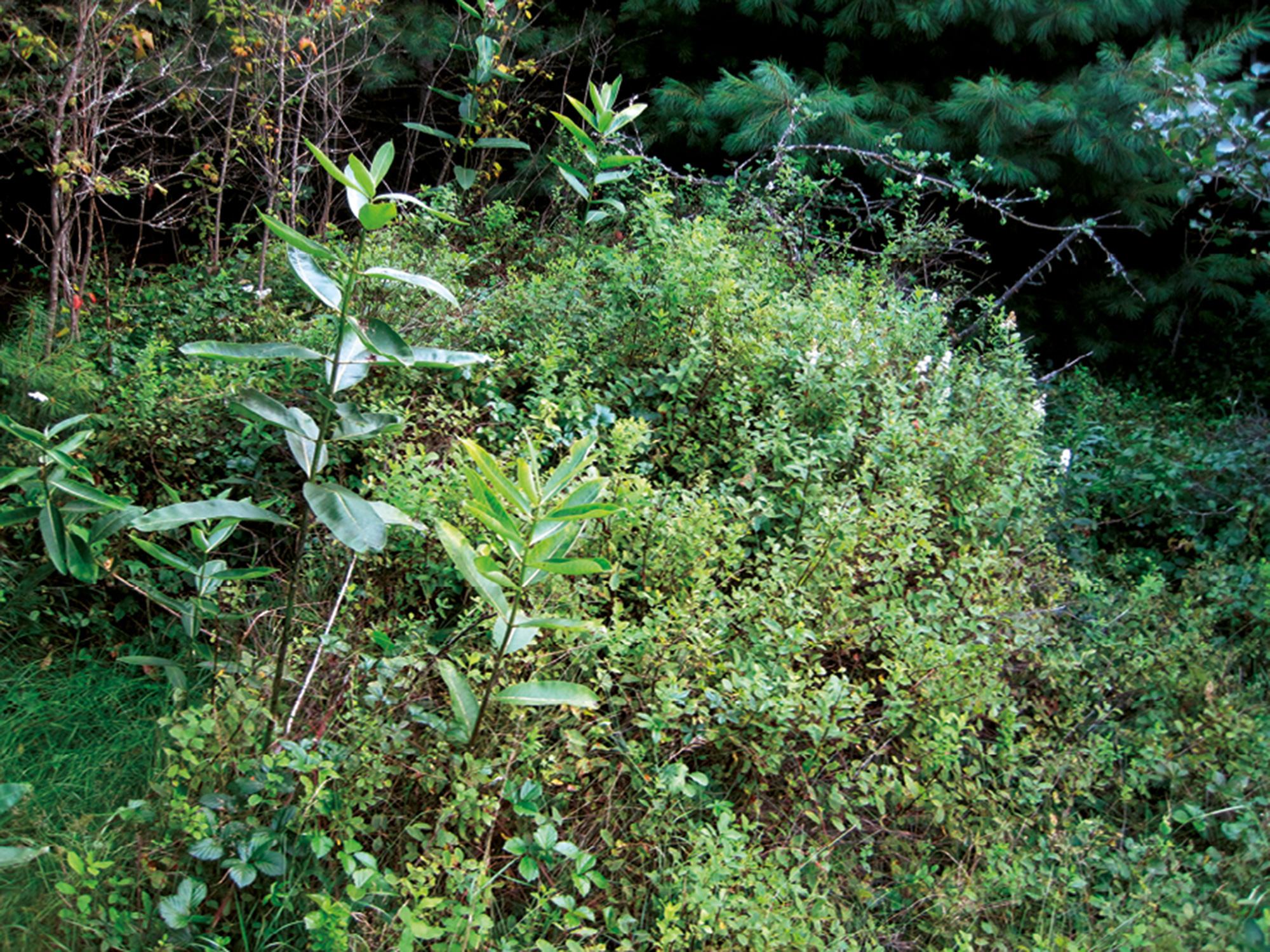 Unidentified overgrown earth mound, found deeper in the woods to the west, 2009. More work is needed.