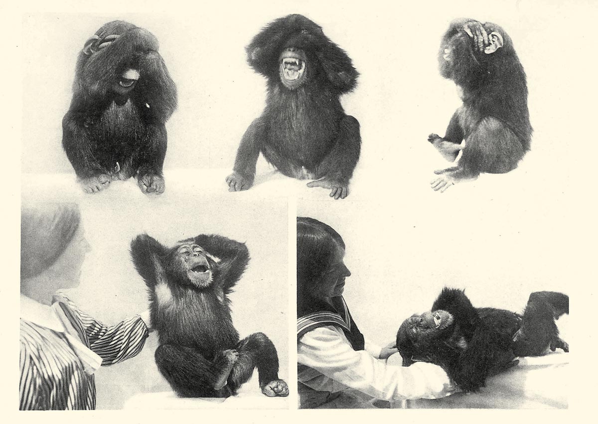 Photographs of a chimpanzee reacting to being tickled from Nadezhda Ladygina-Kohts’s nineteen thirty-five book titled “Infant Chimpanzee and Human Child.” The book offers a comparative study of the behavior of a human child (Ladygina-Kohts’s own son Roody) and an infant chimpanzee named Joni. 