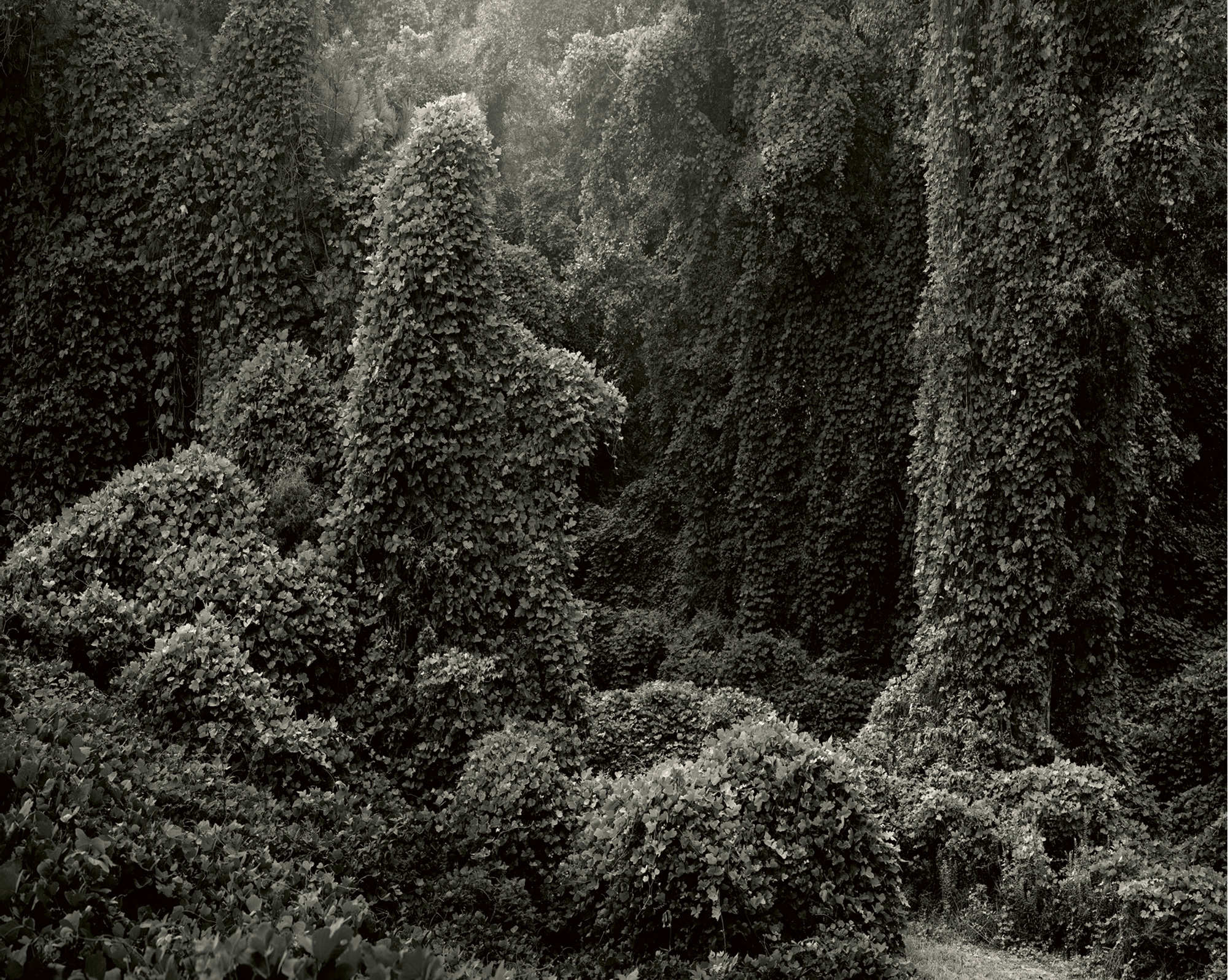 Helene Schmitz’s two thousand and twelve photograph depicting landscapes of the southeastern United States covered in kudzu.