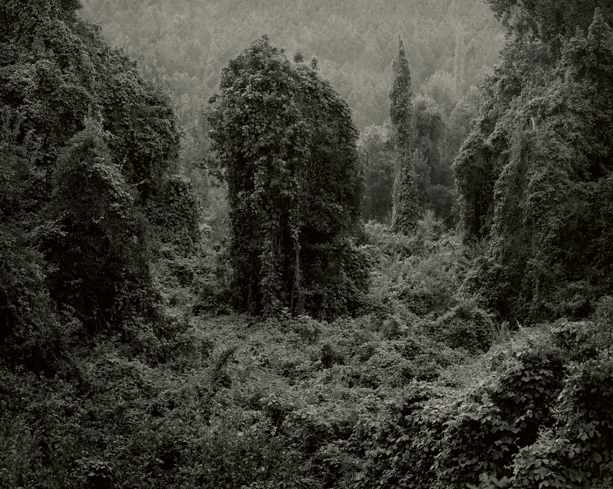 Helene Schmitz’s two thousand and twelve photograph depicting landscapes of the southeastern United States covered in kudzu.