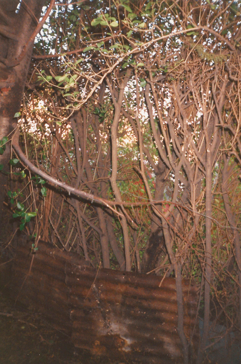 A photograph by Vera Merriman of trees in her back yard, and the fence that borders her neighbor’s property.