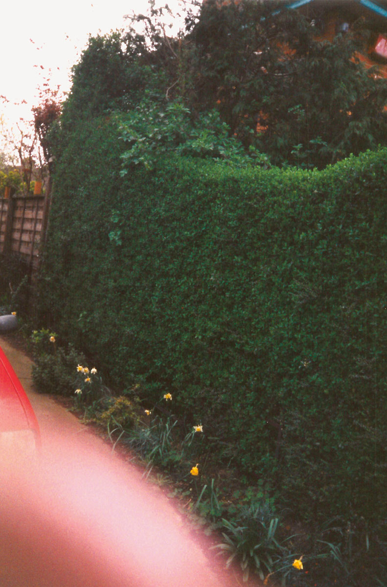 A photograph by Vera Merriman of a garden hedge separating her property from the neighbor’s. Her blurred finger obstructs part of the image.