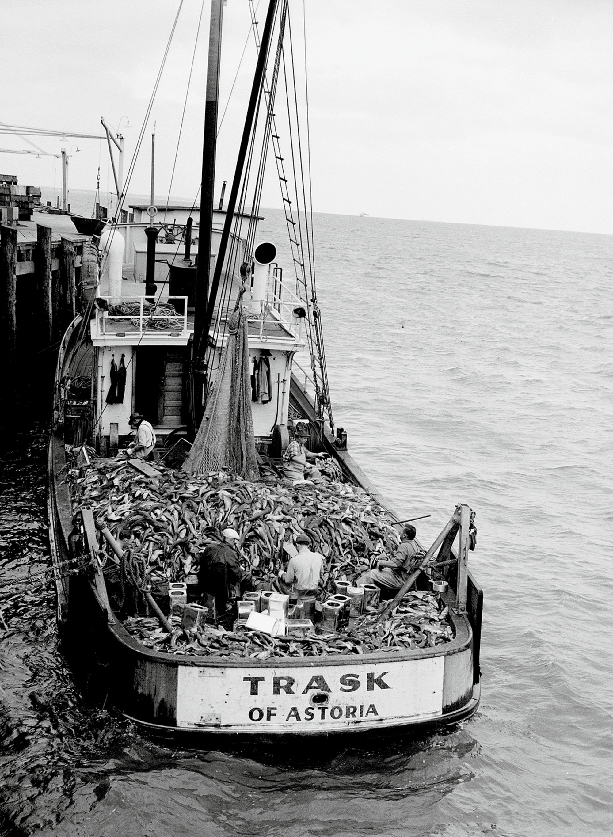 George Moskovita and his crew with a haul of soupfin sharks aboard the Trask of Astoria, Astoria, Oregon, 1948. Courtesy Columbia River Maritime Museum.