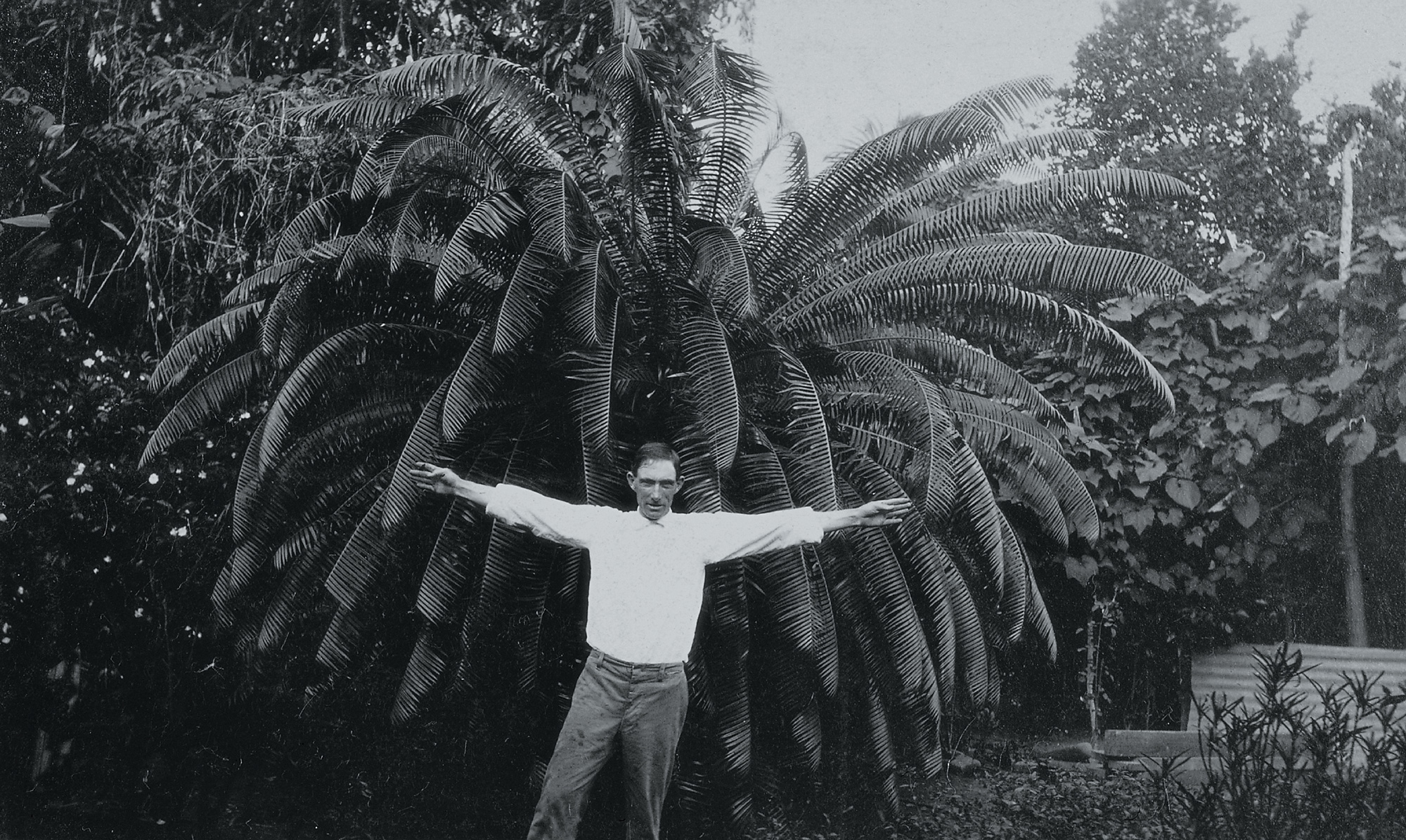 An undated photograph of an unknown man standing in front of a plant, probably a cycad.