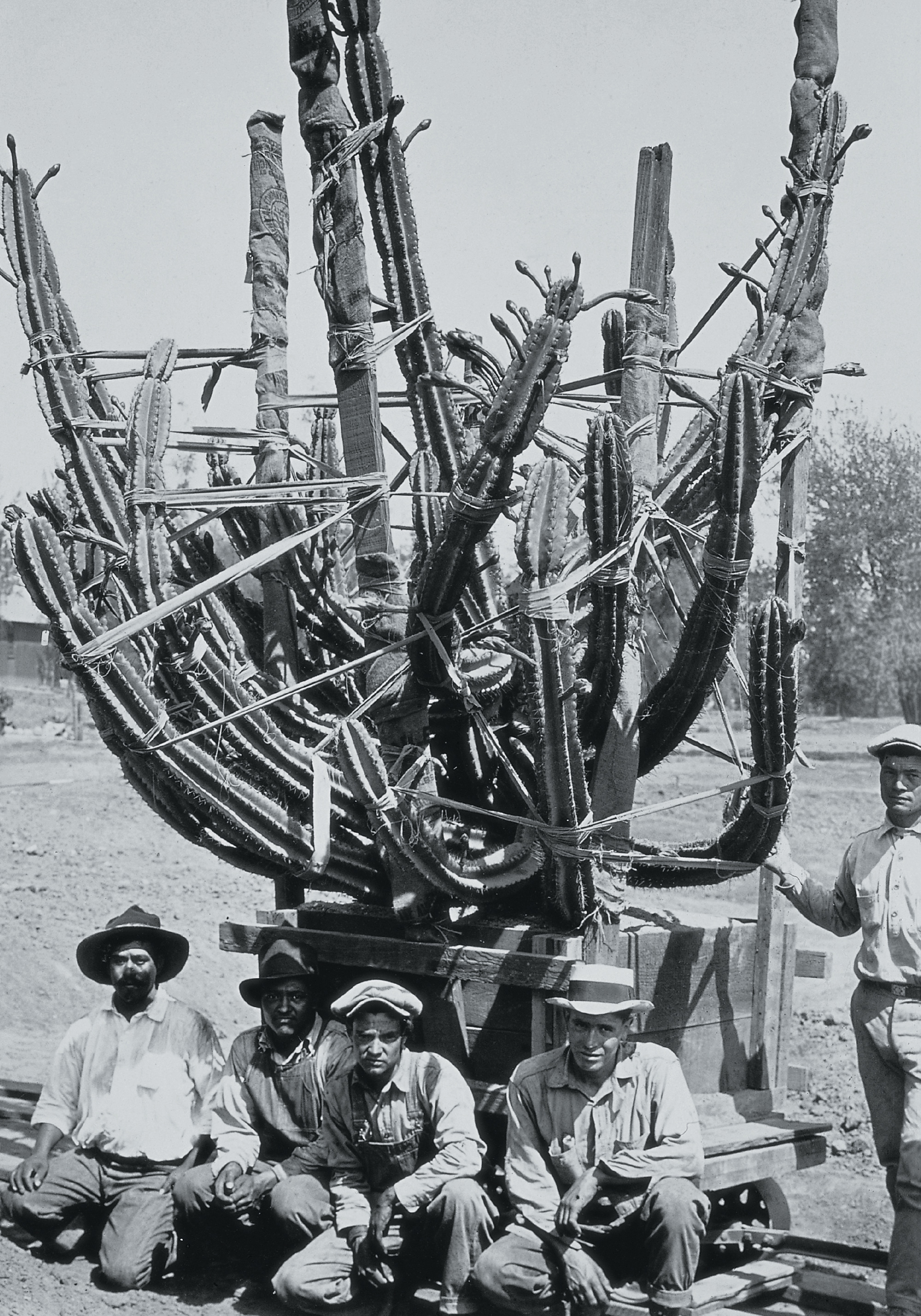 A 1925 photograph of men with a cereus cactus ready for transplanting at Huntington Gardens.