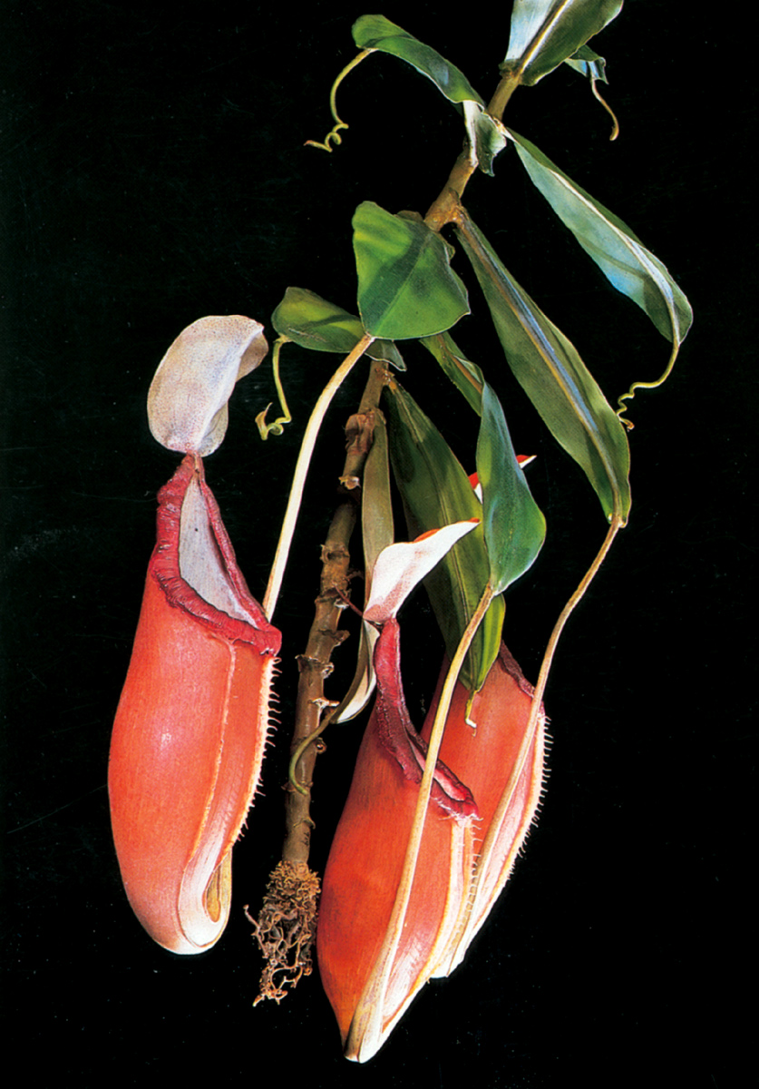 A photograph of a glass model made by Rudolf Blaschka of Nepenthes sanguinea. 