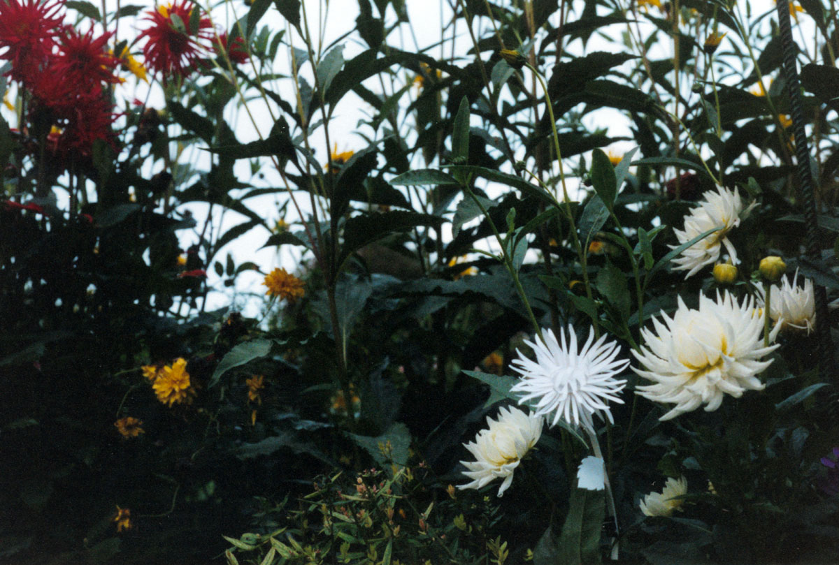 A 2001 photograph of paper flowers made by artist Rachel Urkowitz entitled “Paper Flowers in Giverny.”