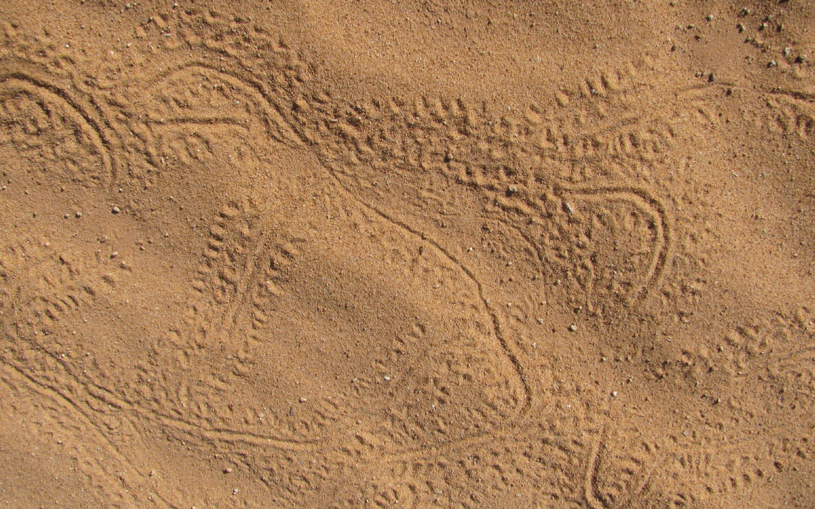 A photograph of an abstract pattern of linework in the sand.