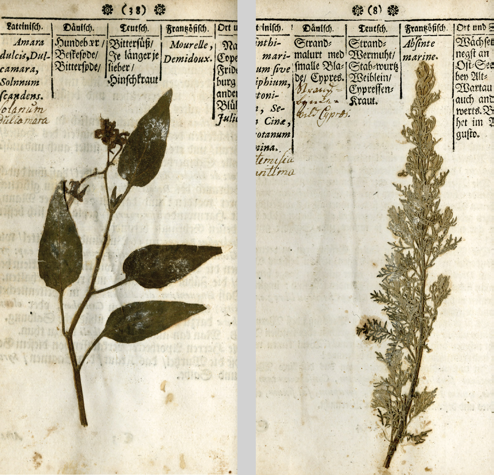 A print of two pages from Balthasar Johannes Buchwald’s seventeen twenty one specimen book “Specimen Medico-Practico-Botanicum,” depicting pressed leaves with botanical classifications.