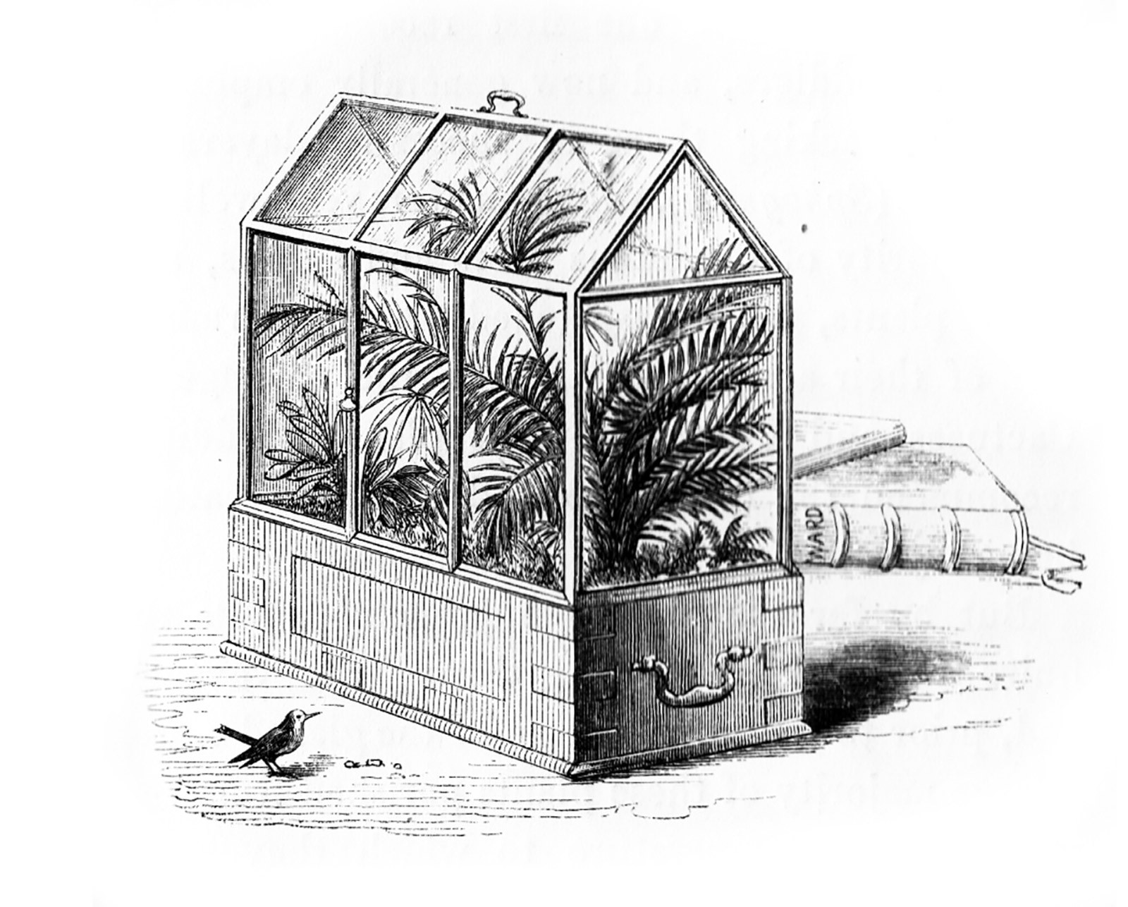 An eighteen fifty two illustration of a bird outside a Wardian glass case, from Nathaniel Ward’s “On the Growth of Plants in Closely Glazed Cases.”