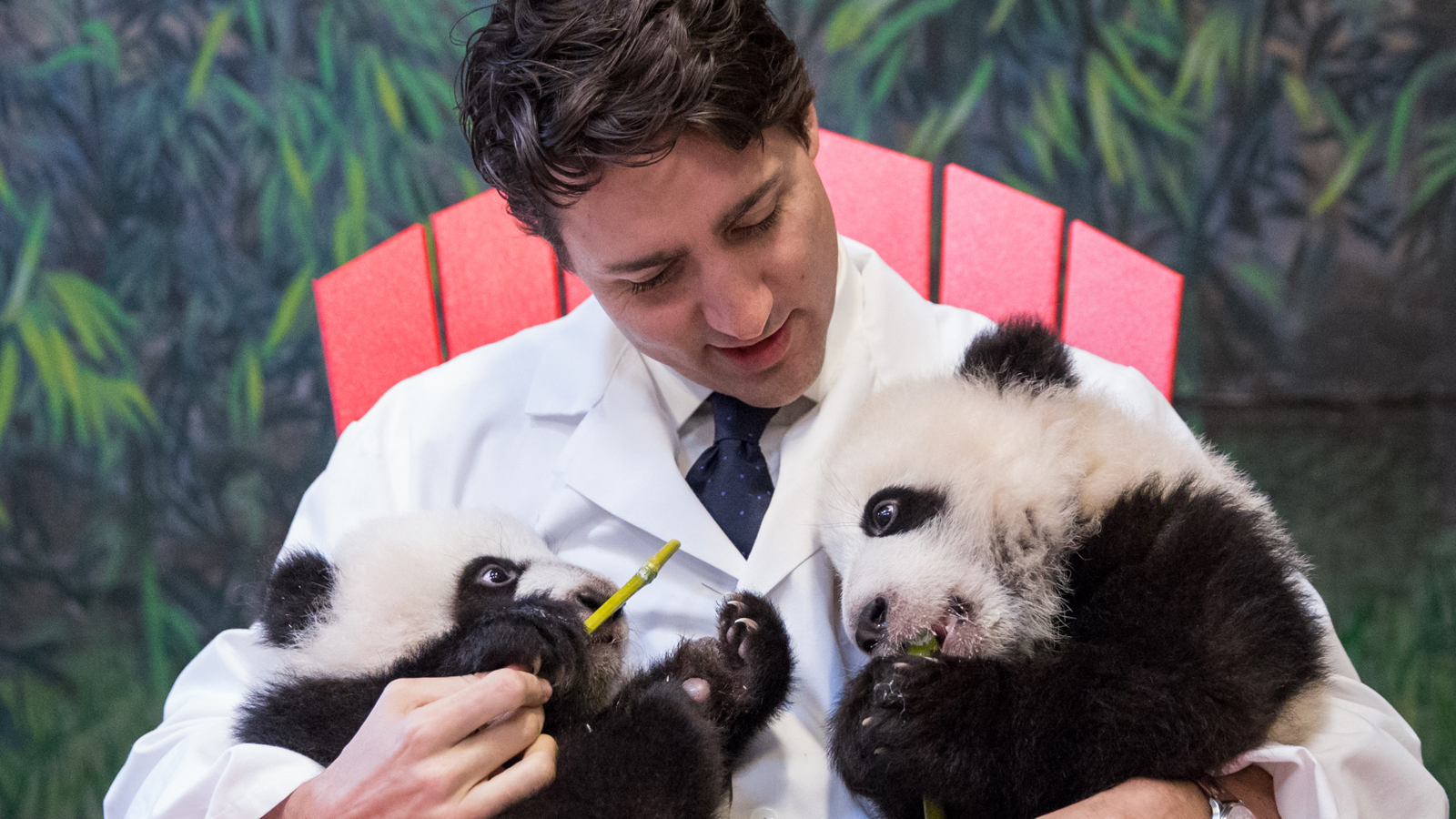 Canadian prime minister Justin Trudeau meets Toronto Zoo’s Jia Panpan (“Canadian Hope”) and Jia Yueyue (“Canadian Joy”). Also in attendance at the cubs’ naming ceremony in March 2016 were China’s ambassador to Canada, the premier of Ontario, and the mayor of Toronto.