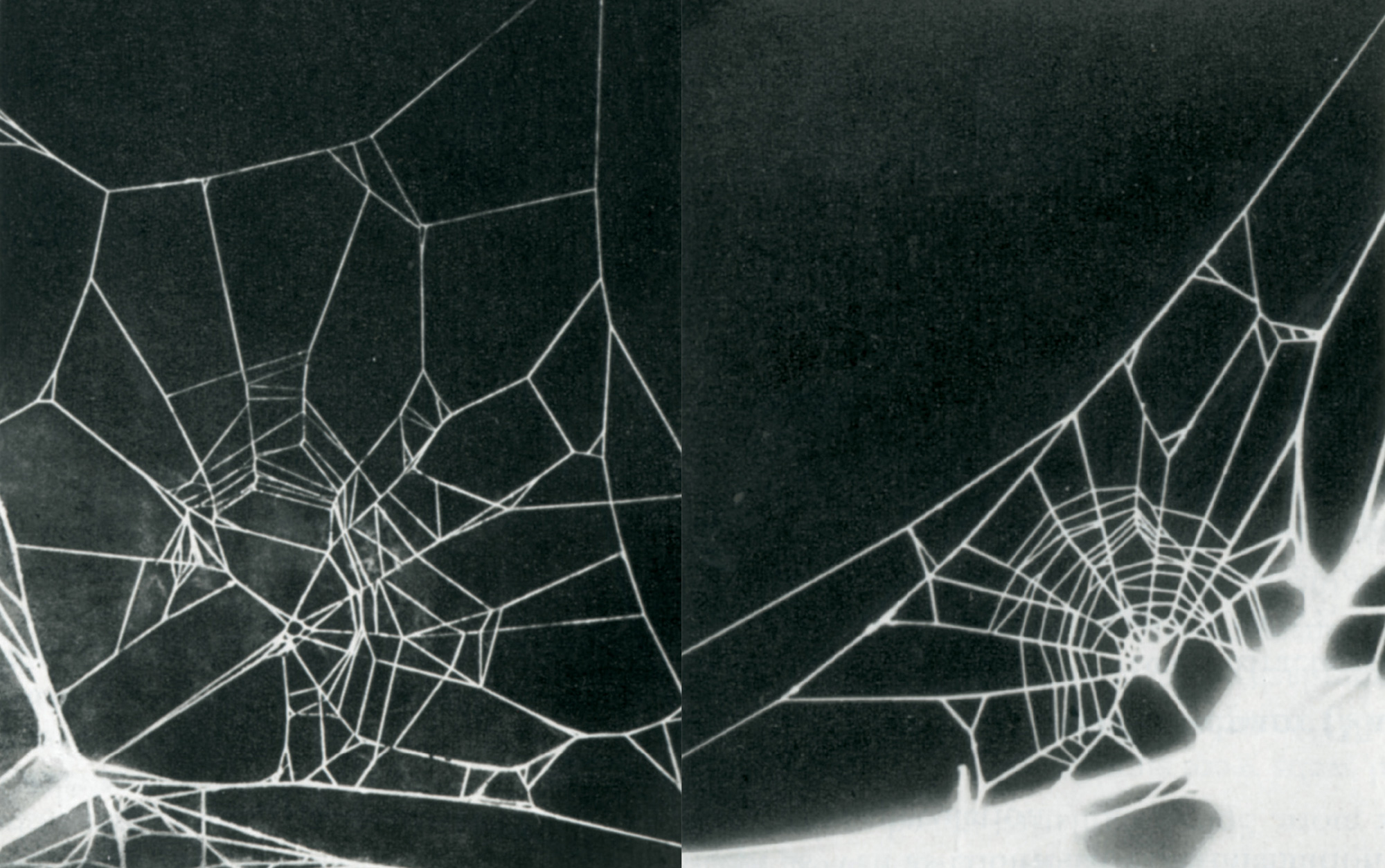 Two photographs of different webs made by Zygiella spiders after high doses of caffeine. 